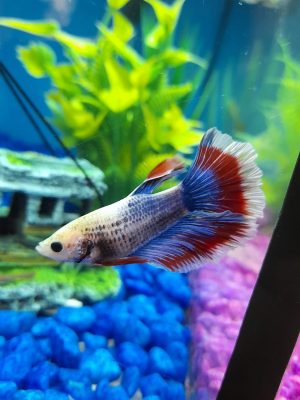 betta